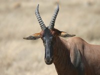 Topi