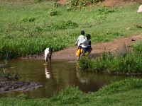 Usambara forest walk