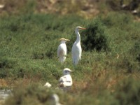 Western Cattle Egret (Bubulcus ibis)