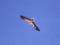 Egyptian Vulture (Neophron percnopterus)