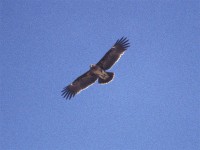 Greater Spotted Eagle (Clanga clanga)