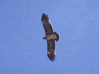 Greater Spotted Eagle (Clanga clanga)