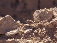 Sand Partridge (Ammoperdix heyi)