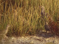 Grey Francolin (Francolinus pondicerianus)