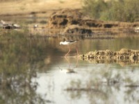 Black-winged Stilt (Himantopus himantopus)