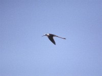 Black-winged Stilt (Himantopus himantopus)