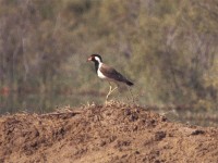 Red-wattled Lapwing (Vanellus indicus)