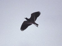 Red-wattled Lapwing (Vanellus indicus)