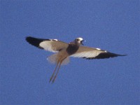 White-tailed Lapwing (Vanellus leucurus)