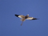 White-tailed Lapwing (Vanellus leucurus)