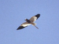 White-tailed Lapwing (Vanellus leucurus)