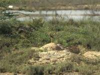 White-tailed Lapwing (Vanellus leucurus)