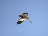 White-tailed Lapwing (Vanellus leucurus)