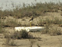 White-tailed Lapwing (Vanellus leucurus)