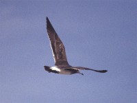 Sooty Gull (Ichthyaetus hemprichii)