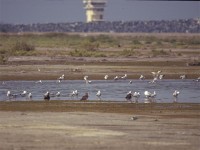 Mix Gulls