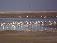 Mix Gulls