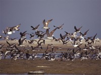 Mix Gulls