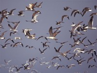 Mix Gulls