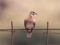 Laughing Dove (Spilopelia senegalensis)