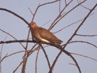 Laughing Dove (Spilopelia senegalensis)