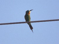 Blue-cheeked Bee-eater (Merops persicus)