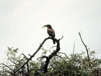 Indian Roller (Coracias benghalensis)