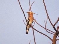 Eurasian Hoopoe (Upupa epops)