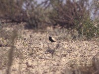 Black-crowned Sparrow-Lark (Eremopterix nigriceps)