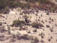 Black-crowned Sparrow-Lark (Eremopterix nigriceps)