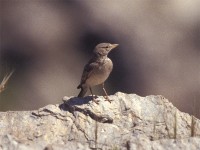 Desert Lark (Ammomanes deserti)