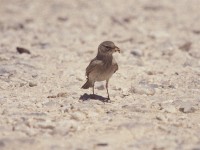 Desert Lark (Ammomanes deserti)