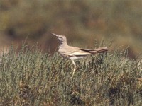 Greater Hoopoe-Lark (Alaemon alaudipes)