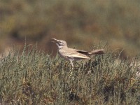 Greater Hoopoe-Lark (Alaemon alaudipes)