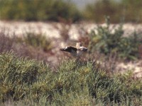 Greater Hoopoe-Lark (Alaemon alaudipes)