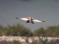 Greater Hoopoe-Lark (Alaemon alaudipes)