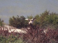 Greater Hoopoe-Lark (Alaemon alaudipes)