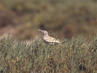 Greater Hoopoe-Lark (Alaemon alaudipes)