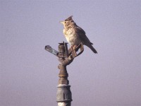 Crested Lark (Galerida cristata)