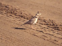 Crested Lark (Galerida cristata)