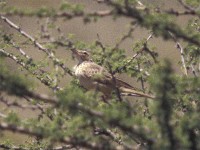 Long-billed Pipit (Anthus similis)