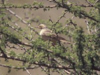 Long-billed Pipit (Anthus similis)