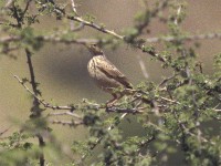 Long-billed Pipit (Anthus similis)