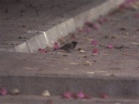 Red-vented Bulbul (Pycnonotus cafer)