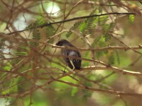 White-throated Robin (Irania gutturalis)