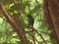 White-throated Robin (Irania gutturalis)