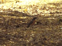 White-throated Robin (Irania gutturalis)