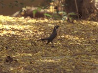 White-throated Robin (Irania gutturalis)