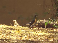 White-throated Robin (Irania gutturalis)