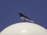 Hooded Wheatear (Oenanthe monacha)